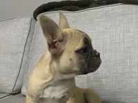İki buçuk aylık güzeller güzeli french bulldog yavrular