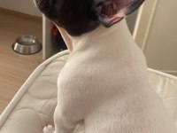 Fransız bulldog köpeği