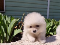 Kaliteli pomeranian yavrular acil