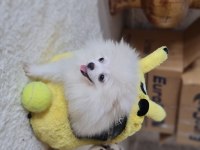 Show kalite pomeranian boo