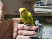 Ele alıştırmalık muhabbet kuşu