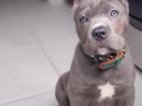 Korumacı Cane Corso Yavrular