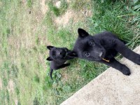 Solid black alman çoban köpeği