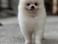 Mersin pomeranian boo köpeği