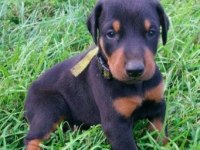 Doberman yavru Sahibinden