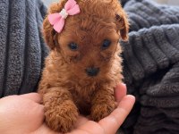 PRENS VE PRENSES KÖPEKLER