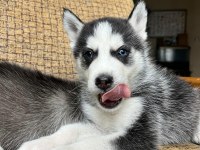 HARİKA MASMAVİ GÖZ HUSKY YAVRULAR