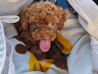 Dark Brown Kore Toy Poodle Bebekler