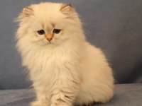Ny2533 Dişi British Longhair