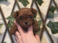 Kore Teacup Poodle