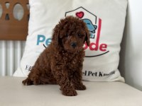 Ruhsatlı çiftlikde ziyarete açık toy poodle 
