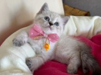 British Shorthair Dişi Yavrumuza Yuva Uyguna