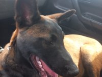 Türünün tek örneği malinois özel bir ırktır