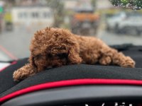 Toy poodle yavrusu