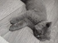 2 aylık çok uysal british shorthair