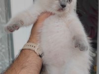Scottish fold kedimiz