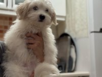 Son maltese bebeğimiz