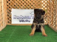 Alman Çoban Köpeği Yavru