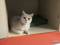 1 yaşında british shorthair sahiplendirme