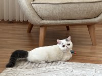 Dişi Exotic Shorthair
