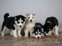 Orjinal Husky Yavrular