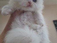 Muhteşem british longhair erkek bebek