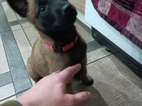 Belçika Malinois Yavrularımız Evinizin Neşesi Olacaktır