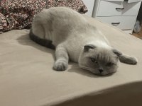 Scottish Fold Blue Point Kedisi