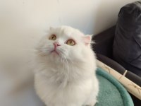 Scottish fold yavru kedimiz uygun şartlarla