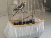 Erkek sultan papağanımız