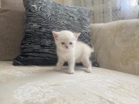 Blue point british shorthair