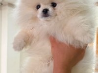 4 aylık saf ırk erkek pomeranian boo