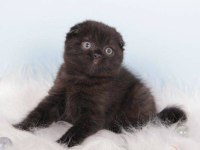 Scottish fold kittens