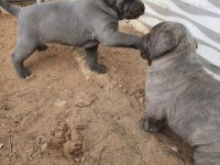 SILVER BLUE YANI GUMUS VE MAVI GOZLU NUN EN GUZELLERI