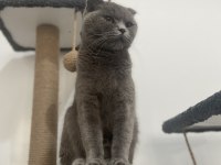 12 aylık scottish fold aşısı kimliği mevcut malzemesi