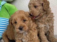 Sevimli maltipoo köpekler