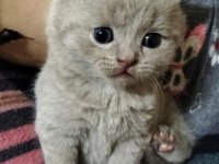 British Shorthair Ve Scottish Fold