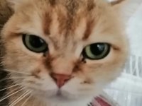 Güzel gözlü british shorthair kızımızı ücretsiz
