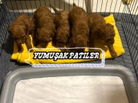 Red Brown Toy Poodle