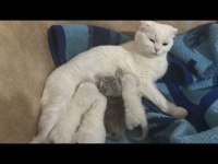 27 Mart Doğumlu Scottish Fold Yavrular Sahiplendirme