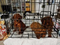 Toy Poodle kırmızı bebekler