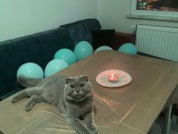 1 yaşında scottish fold eş ilanı