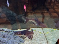 Pengasus köpek balığı 15 20 cm