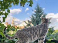 Silver Bengal Kedisi 3 Aylık