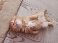 Sahiplenme cins chinchilla kedisi