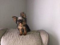 4 aylık yavru yorkshire terrier