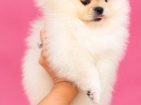 Orijinal ayı sürat pomeranian boo