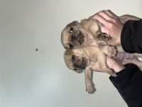 Pug bebeklerim