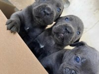 Cane Corso