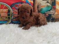 Toy poodle yavrularımız